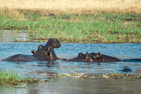Hippos in Chobe National Park, Botswana, Africaの写真素材