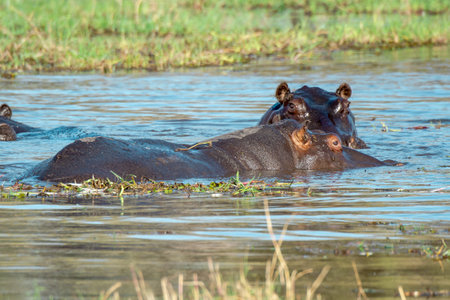 Hippo in Chobe National Park, Botswana, Africaの写真素材