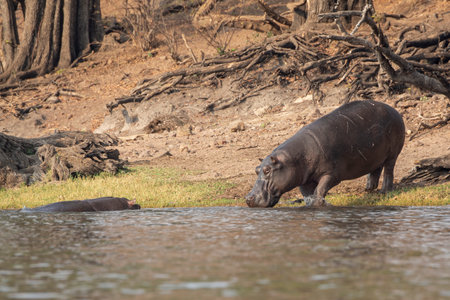 Hippopotamus in Chobe National Park, Botswana, Africaの写真素材