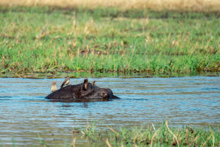 Hippopotamus in Chobe National Park, Botswana, Africaの写真素材