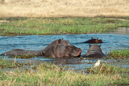 Hippo in Chobe National Park, Botswana, Africaの写真素材