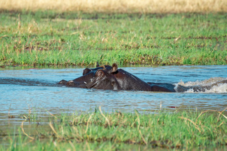 Hippo in Chobe National Park, Botswana, Africaの写真素材