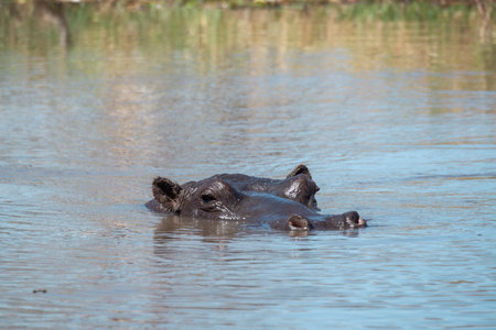 Hippopotamus in Chobe River, Botswana, Africa