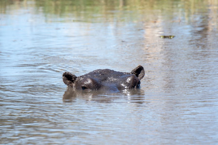 Hippopotamus in the Okavango Delta, Botswana, Africaの写真素材