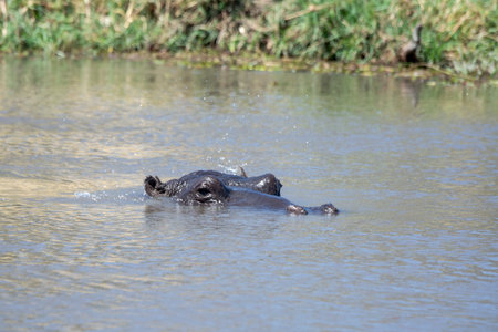 Hippopotamus in the Okavango Delta - Moremi National Park in Botswanaの写真素材