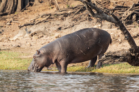 Hippopotamus in Chobe National Park, Botswana, Africaの写真素材