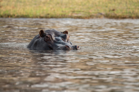 Hippopotamus in the Moremi Game Reserve (Okavango River Delta), National Park, Botswanaの写真素材