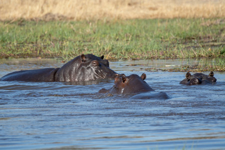 Hippos in Chobe National Park, Botswana, Africaの写真素材
