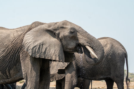 Elephants in Chobe National Park, Botswana, Africa