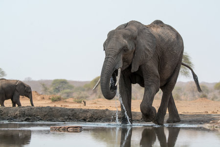 Elephant drinking at a waterhole in Chobe National Park, Botswana, Africaの写真素材