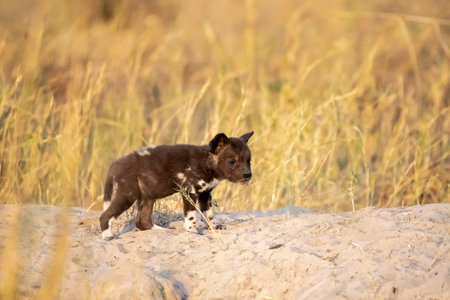 African Wild Dog in the Etosha National Park, Namibiaの写真素材