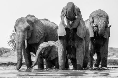 African Elephants - Loxodonta Africana - drinking water in Botswana, Africaの写真素材