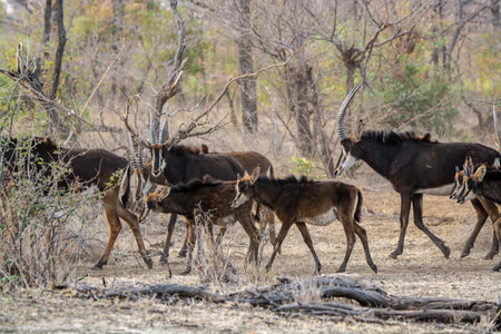 deer in the Okavango Delta - Moremi National Park in Botswanaの写真素材