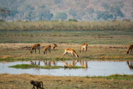 Herd of antelope in the Okavango Delta, Botswanaの写真素材