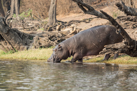 Hippopotamus in the Moremi Game Reserve (Okavango River Delta), National Park, Botswanaの写真素材