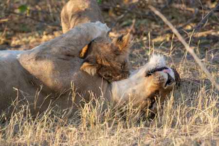 Lion and lioness in the Okavango Delta - Moremi National Park in Botswanaの写真素材