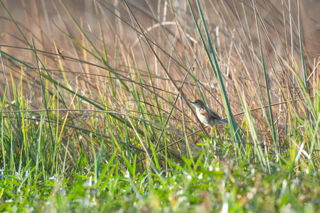 Reed Warbler (Locustella naevia). Russia, the Ryazan region (Ryazanskaya oblast), the Pronsky District, Denisovo.の写真素材