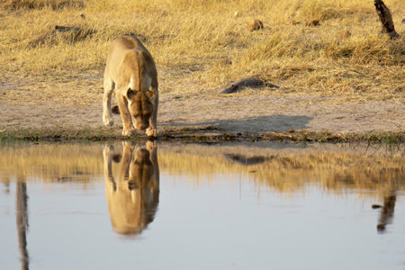 Lion drinking at a waterhole in Etosha National Park, Namibiaの写真素材