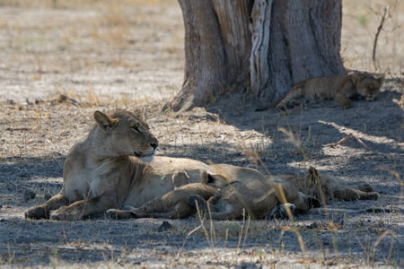 Lioness and cubs in Etosha National Park, Namibiaの写真素材