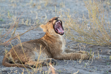 Lion yawning in the Moremi Game Reserve (Okavango River Delta), National Park, Botswanaの写真素材