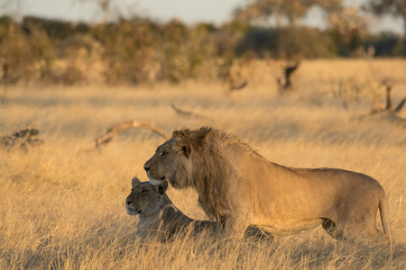 Lion and lioness in the Okavango Delta - Moremi National Park in Botswanaの写真素材