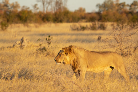 Lion in the Okavango Delta - Moremi National Park in Botswanaの写真素材