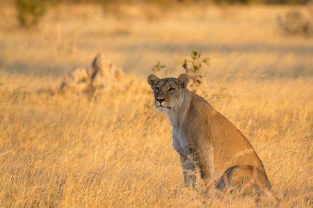Lioness in the Okavango Delta - Moremi National Park in Botswanaの写真素材