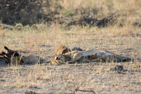 Lioness and lion cubs in Etosha National Park, Namibiaの写真素材