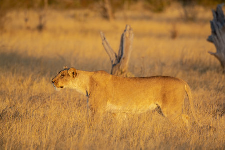 Lioness in the Okavango Delta - Moremi National Park in Botswanaの写真素材