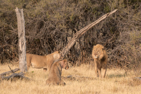 Lion and lioness in Serengeti National Park, Tanzaniaの写真素材
