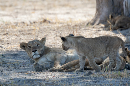 Lion cubs in the Chobe National Park, Botswana.の写真素材