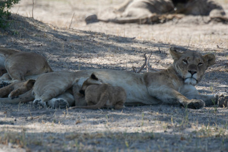 Lioness with cubs in the Etosha National Park in Namibiaの写真素材