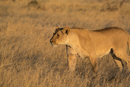 Lioness in the Okavango Delta - Moremi National Park in Botswanaの写真素材