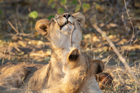 Lioness in the Chobe National Park, Botswana.の写真素材