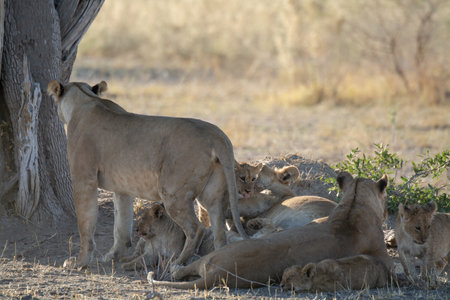 Lioness with cubs in the Etosha National Park, Namibiaの写真素材