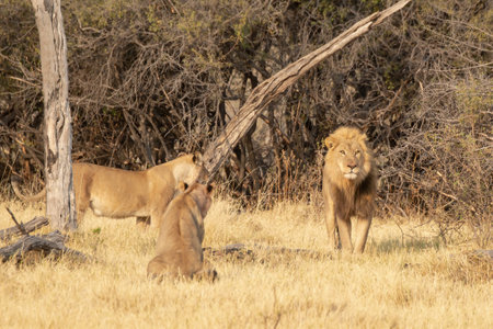 Lion and lioness in Serengeti National Park, Tanzaniaの写真素材
