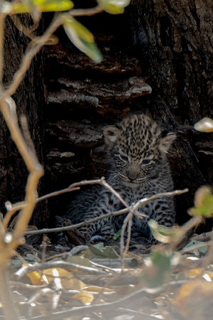 Leopard cub in Kruger National Park, South Africa; Species Panthera pardus family of Felidae