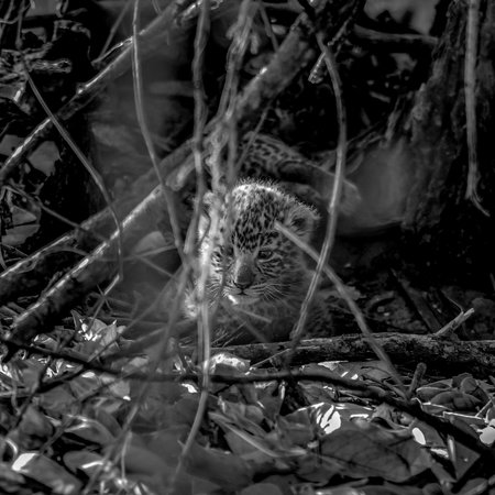 Leopard (Panthera pardus) in a natural habitatの写真素材