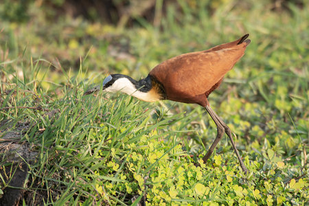 African Jacana in the grass