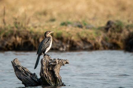 Great cormorant, Phalacrocorax carbo, single bird on branch, South Africaの写真素材