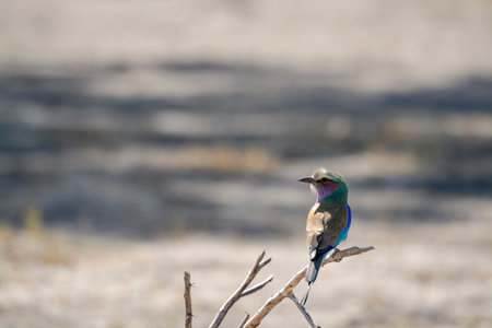 Lilac-breasted Roller in the Okavango Delta, Botswana