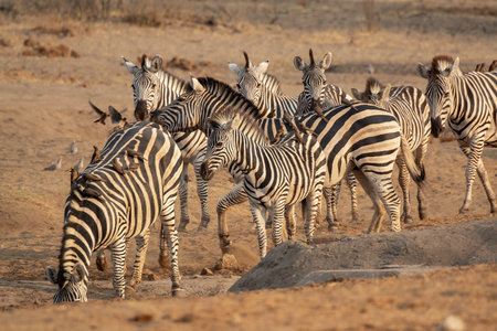 Zebras in the Etosha National Park, Namibiaの写真素材