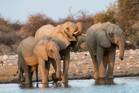 Elephants at a waterhole in Botswana, Africaの写真素材