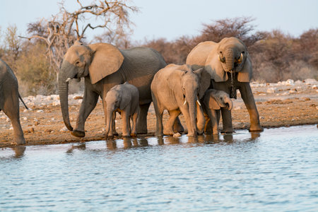 Elephants at a waterhole in Etosha National Park, Namibia, Africaの写真素材