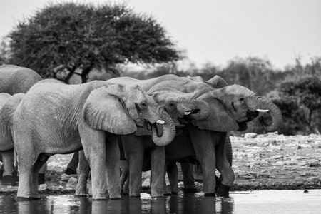 Elephants drinking at a waterhole in Chobe National Park, Botswana, Africaの写真素材