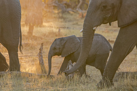 Elephants in Chobe National Park, Botswana, Africaの写真素材