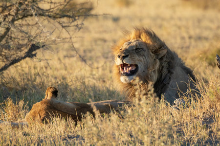 Lion and lioness in the Okavango Delta - Moremi National Park in Botswanaの写真素材