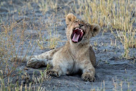 Lion cub yawning in the sand in the Chobe National Park, Botswana.の写真素材