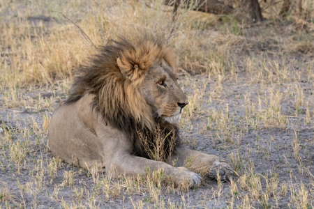 Lion lying in the grass in the Etosha National Park in Namibiaの写真素材