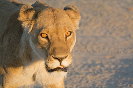 Lioness at Okavango Delta - Moremi National Park in Botswanaの写真素材